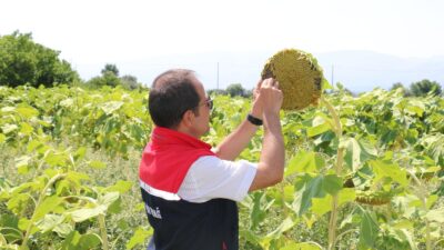 Erzincan tarım sektöründe son yıllarda hızlı bir yayılış trendine giren