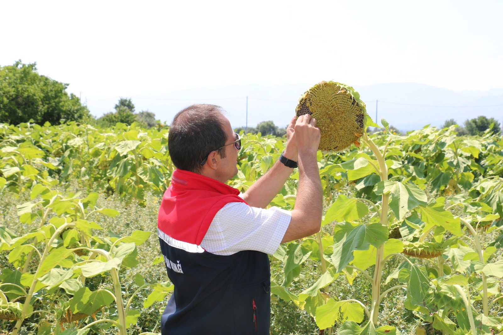 Erzincan tarım sektöründe son yıllarda hızlı bir yayılış trendine giren
