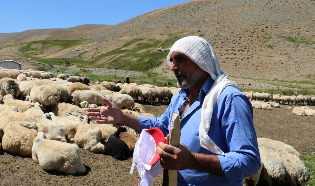 Erzincan’ın 3000 metre yüksekliğe kadar çıkan yayla ve meralarında hummalı