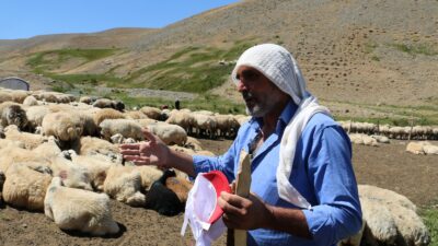 Erzincan’ın 3000 metre yüksekliğe kadar çıkan yayla ve meralarında hummalı