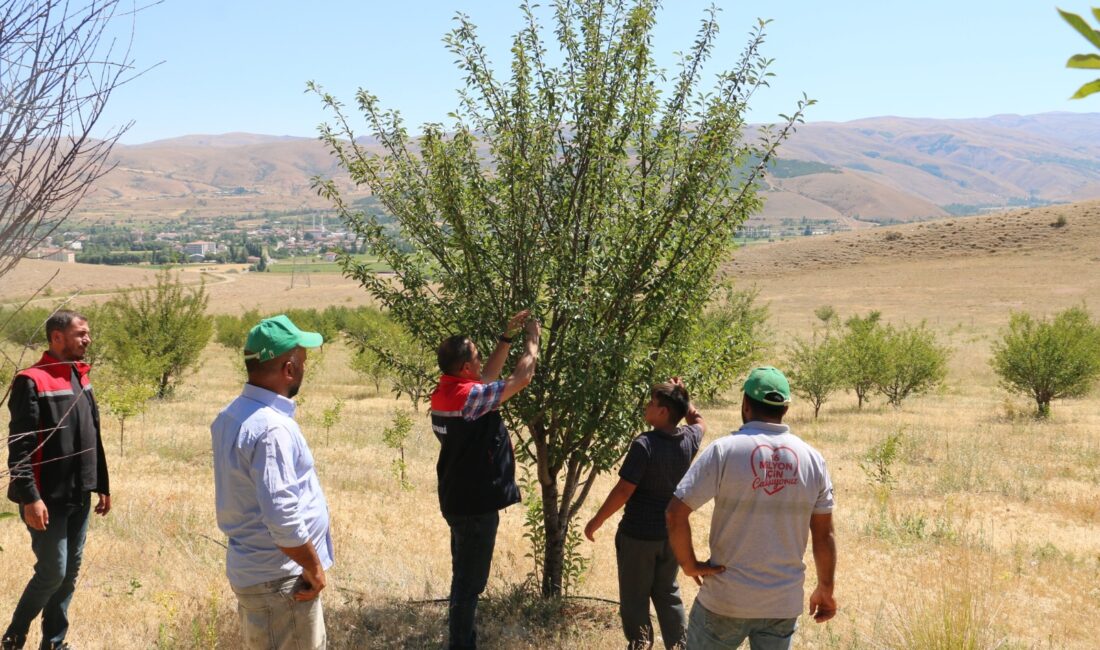 Erzincan’da son yıllarda gelişme gösteren sektörlerin başında gelen sanayi meyveciliği