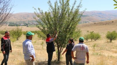 Erzincan’da son yıllarda gelişme gösteren sektörlerin başında gelen sanayi meyveciliği