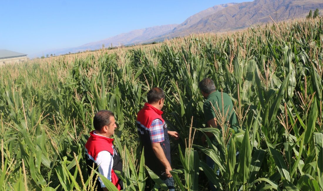 Hayvancılık sektörünün ihtiyaç duyduğu kaba yemin karşılanması amacıyla Erzincan’da, silajlık