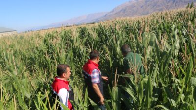 Hayvancılık sektörünün ihtiyaç duyduğu kaba yemin karşılanması amacıyla Erzincan’da, silajlık