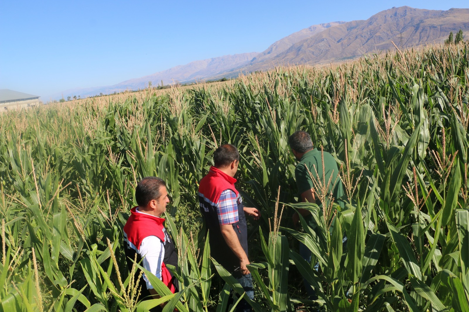 Hayvancılık sektörünün ihtiyaç duyduğu kaba yemin karşılanması amacıyla Erzincan’da, silajlık
