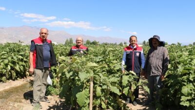 Erzincan sebzecilik sektöründe emin adımlarla ilerlemeye devam ediyor. Bereketli Erzincan