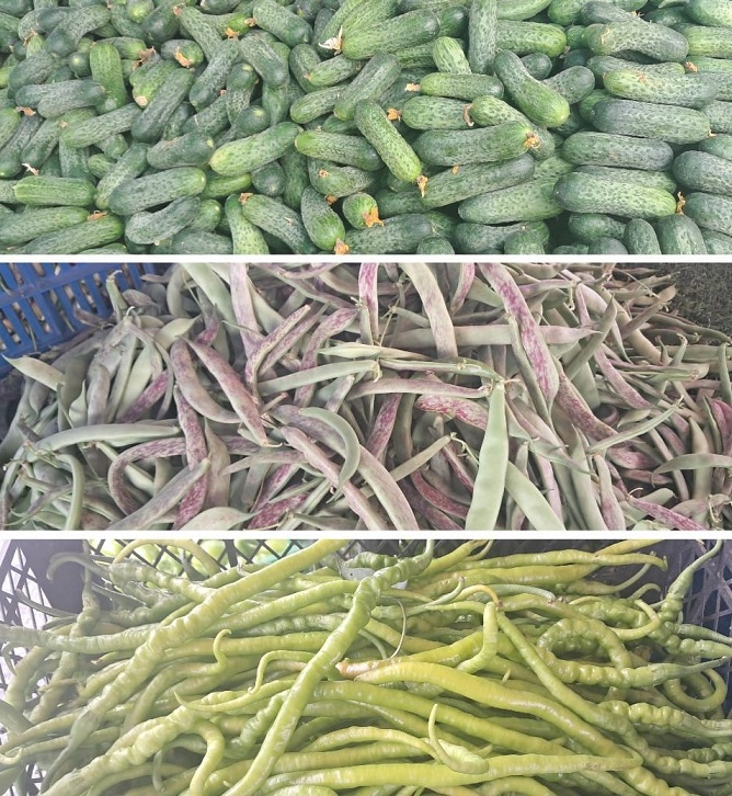 Erzincan’da mevsimin son mahsulü turşuluk ürünler pazardaki yerini aldı. Kornişon,