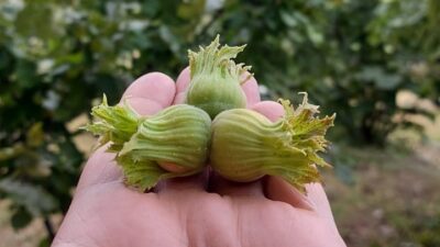 Erzincan tarımsal ürün deseni genişlemeye devam ediyor. Erzincan’daki bahçelerde genelde