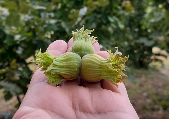 Erzincan tarımsal ürün deseni genişlemeye devam ediyor. Erzincan’daki bahçelerde genelde