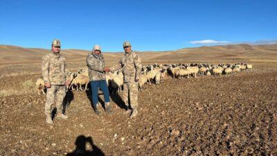 Erzincan’ın Çayırlı ilçesinde kaybolan 300 adet küçükbaş hayvan jandarma ekipleri