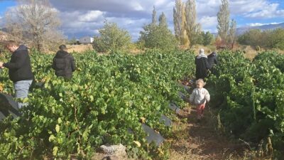 Erzincan’ın Üzümlü ilçesinde yetişen Türkiye’nin ve Erzincan’ın ilk ve tek