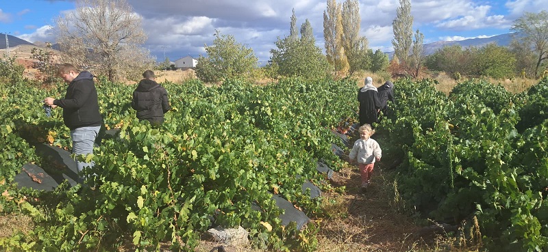 Erzincan’ın Üzümlü ilçesinde yetişen Türkiye’nin ve Erzincan’ın ilk ve tek