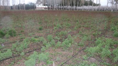 2025 yılının şubat, mart ve nisan aylarında yaşanan zirai don