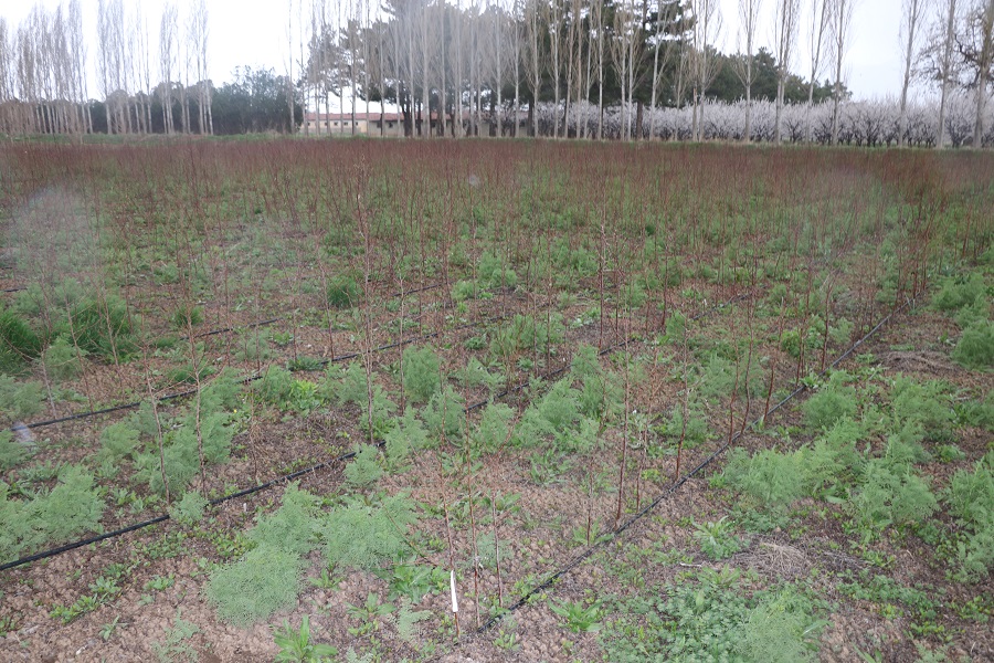 2025 yılının şubat, mart ve nisan aylarında yaşanan zirai don