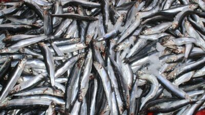 Denizlerde 15 Nisan’da başlayan genel av yasağı, 1 Eylül itibarıyla