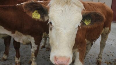 Büyükbaş hayvan kategorisinde, sığır sayısı Haziran ayı sonu itibarıyla bir