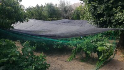 Erzincan’ın coğrafi işaretli ürünleri arasında yer alan Cimin Üzümünde hasat