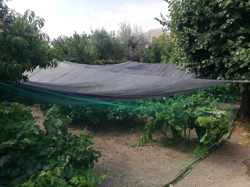 Erzincan’ın coğrafi işaretli ürünleri arasında yer alan Cimin Üzümünde hasat