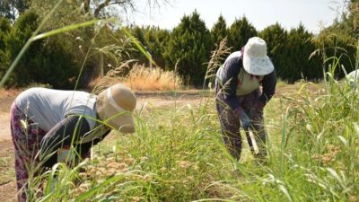 Tarım ve Orman Bakanı İbrahim Yumaklı, çiftçilere yönelik destekleme ödemelerinin