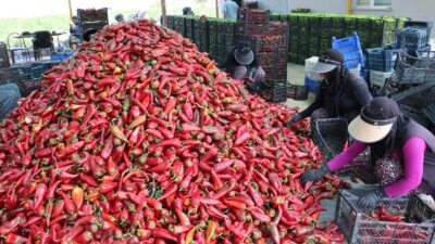 Erzincan’a üretim ve istihdam alanında değerli katkılar sağlayan sektörlerin başında