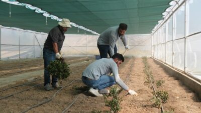 Erzincan Belediyesi Park ve Bahçeler Müdürlüğü ziraat mühendisleri tarafından yürütülen