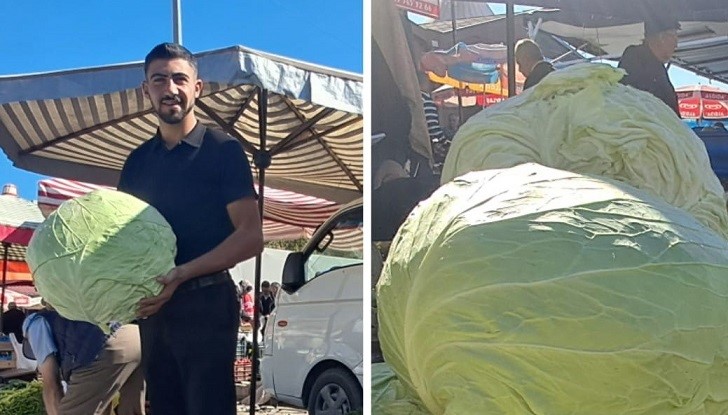 Erzincan’da kış aylarının vazgeçilmez lezzeti olan lahanalar tezgahlarda yerini aldı.