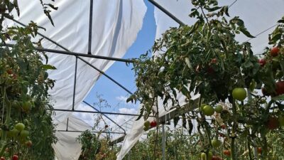 Erzincan’da son yıllarda büyük gelişme gösteren seracılık sektörüne yönelik desteklemeler