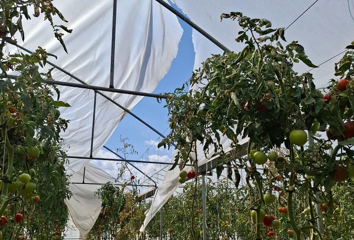 Erzincan’da son yıllarda büyük gelişme gösteren seracılık sektörüne yönelik desteklemeler