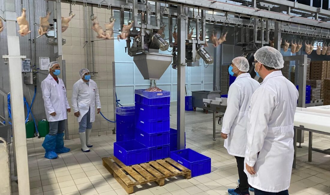 Tavuk eti üretimi 229 bin 965 ton, tavuk yumurtası üretimi