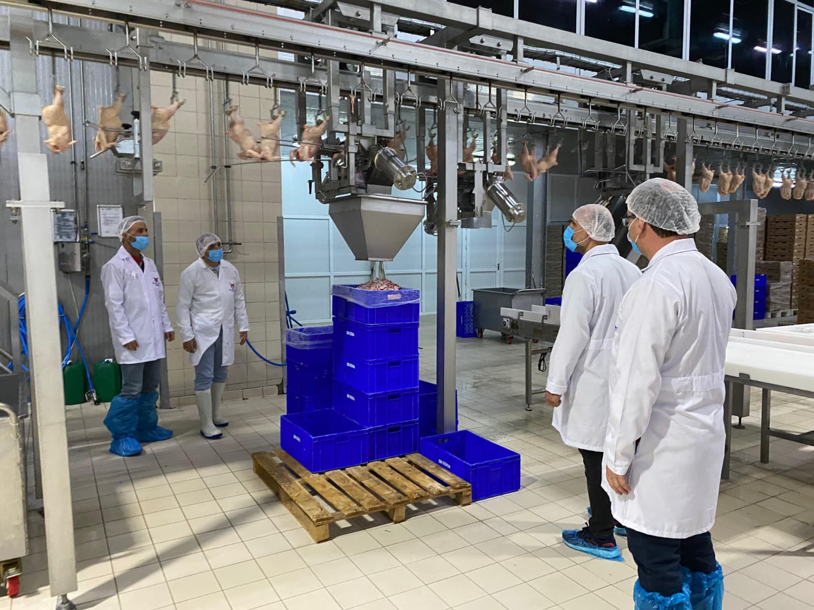 Tavuk eti üretimi 229 bin 965 ton, tavuk yumurtası üretimi