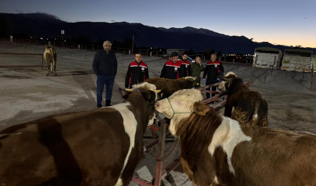 Erzincan Canlı Hayvan Pazarı açıldı. Pazar, Perşembe sabahı 04.00 itibarıyla