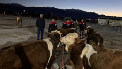 Erzincan Canlı Hayvan Pazarı açıldı. Pazar, Perşembe sabahı 04.00 itibarıyla