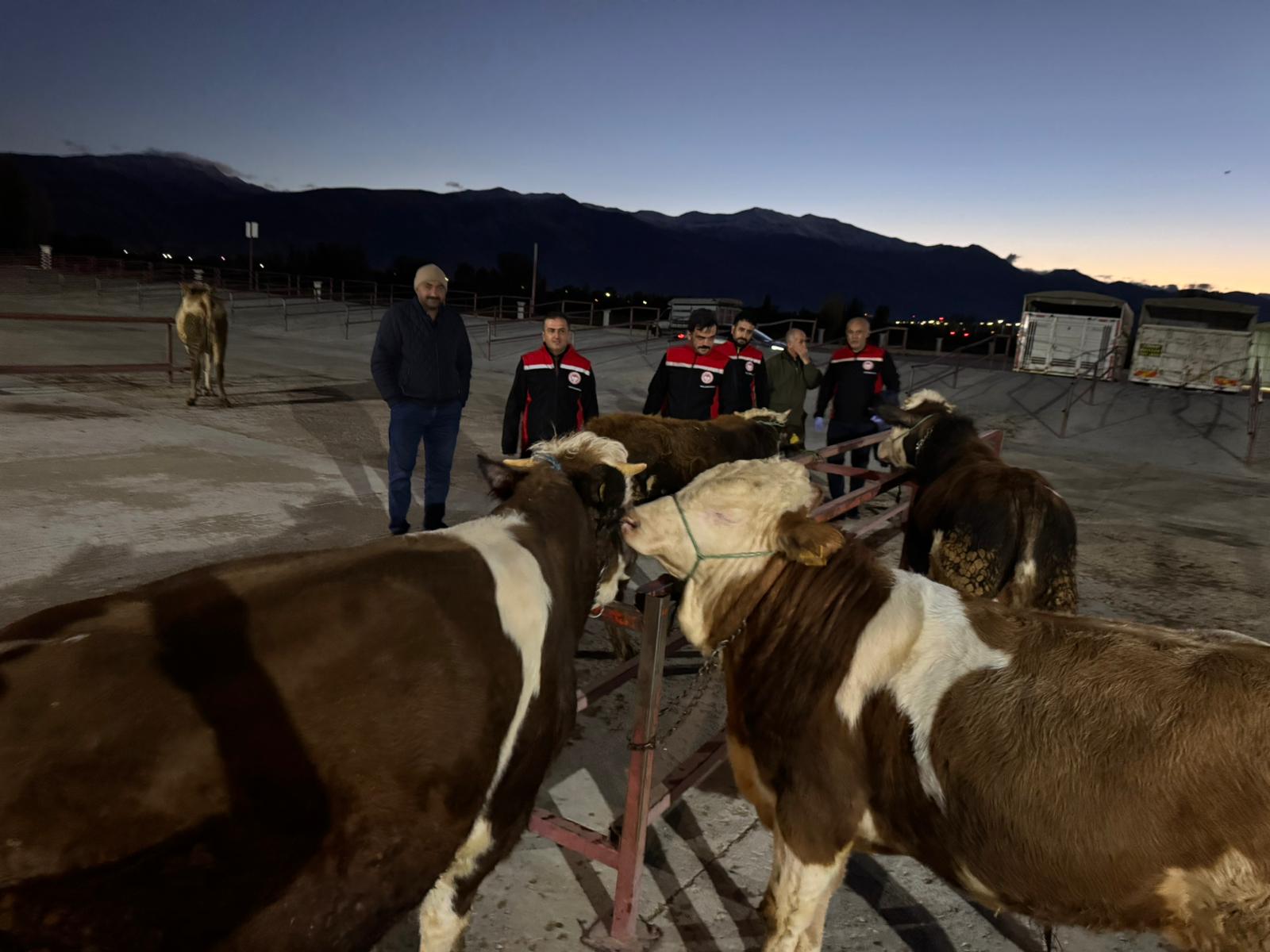 Erzincan Canlı Hayvan Pazarı açıldı. Pazar, Perşembe sabahı 04.00 itibarıyla