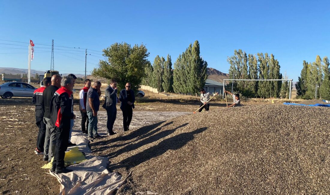 Erzincan’ın Çayırlı ilçesinde 18.000 dekar alanda üretimi yapılan çerezlik ayçiçeğinde