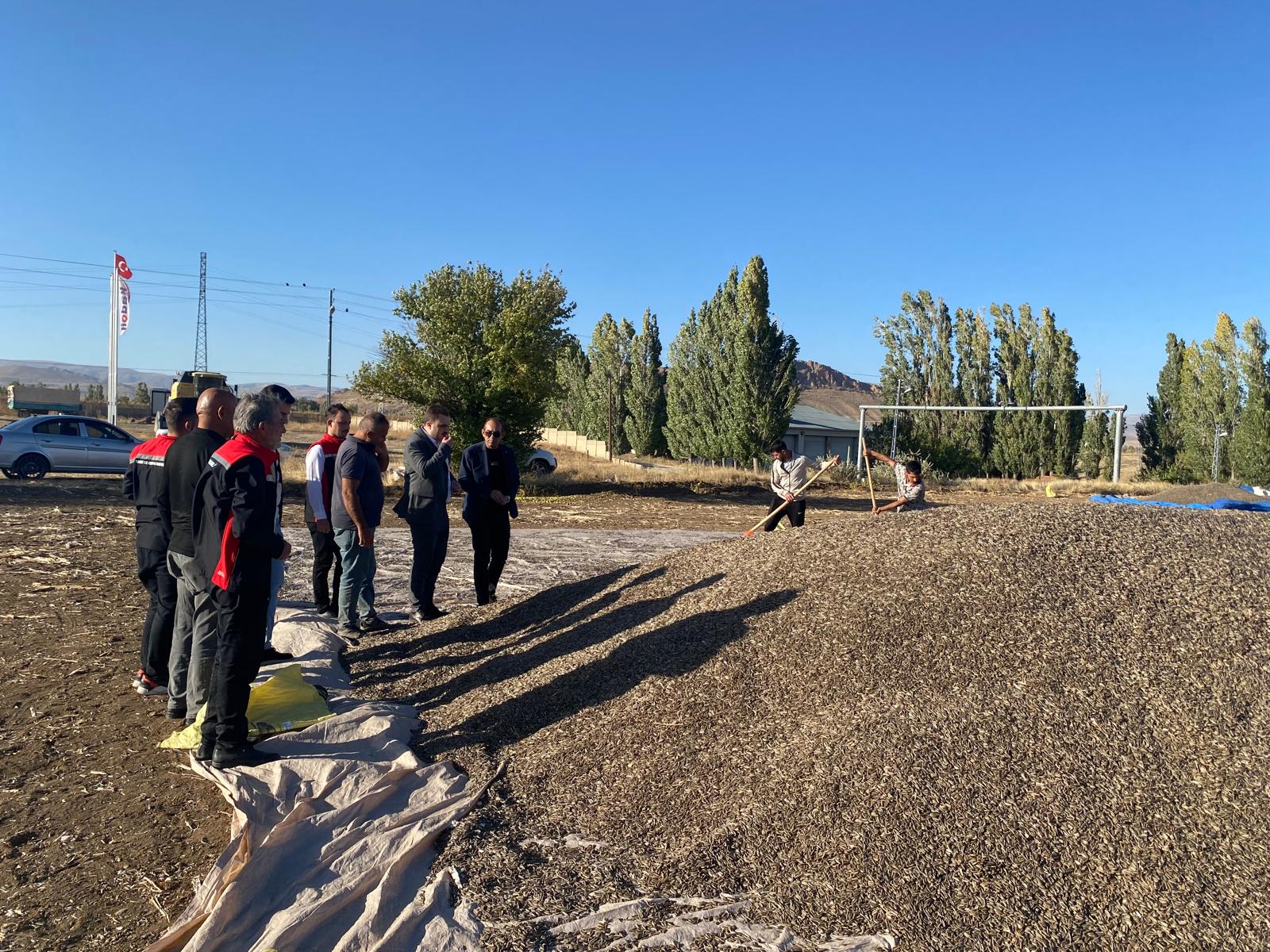 Erzincan’ın Çayırlı ilçesinde 18.000 dekar alanda üretimi yapılan çerezlik ayçiçeğinde