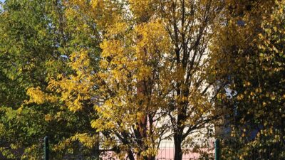 Mevsimin sonbahar olmasıyla Erzincan’ın yüksek alanları ve ormanlık alanları sarı,