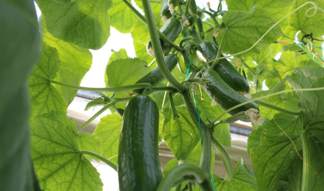 Erzincan’da ekonominin lokomotif sektörü olan tarımda yatırımlar aralıksız sürerken, bölgenin