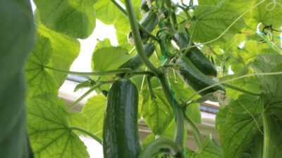 Erzincan’da ekonominin lokomotif sektörü olan tarımda yatırımlar aralıksız sürerken, bölgenin