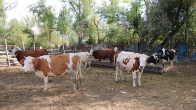 Tarım ve Orman Bakanlığı tarafından Kırsal Kalkınma Destekleri Kapsamında uygulanan