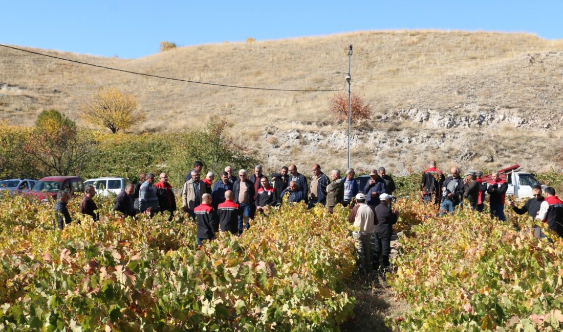Erzincan’ın Üzümlü ilçesine bağlı Pişkidağ köyünde üzüm bağlarında sonbahar döneminde