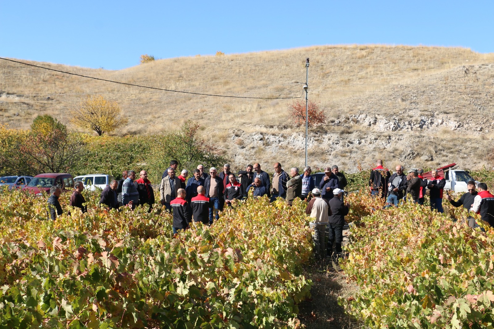 Erzincan’ın Üzümlü ilçesine bağlı Pişkidağ köyünde üzüm bağlarında sonbahar döneminde