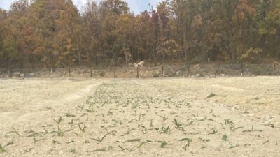 Erzincan’ın Kemaliye ilçesinde salep üretimi için girişimler başladı. İlçeye bağlı