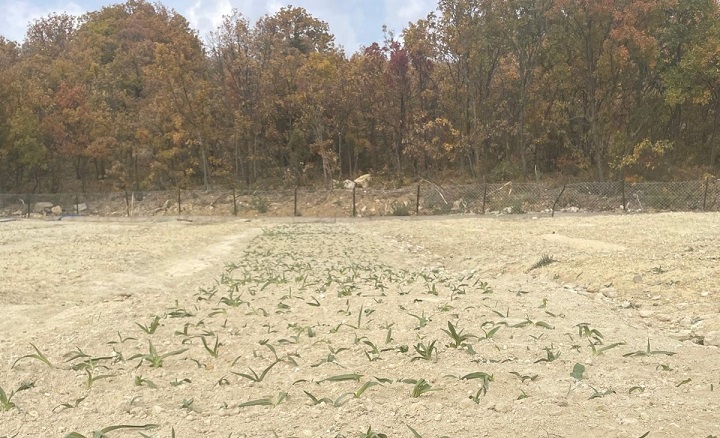 Erzincan’ın Kemaliye ilçesinde salep üretimi için girişimler başladı. İlçeye bağlı
