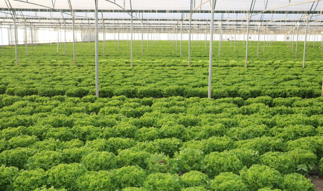 Erzincan’da kış mevsiminin gelmesiyle birlikte kış salatalarının vazgeçilmezi marul, Erzincan