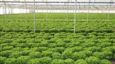 Erzincan’da kış mevsiminin gelmesiyle birlikte kış salatalarının vazgeçilmezi marul, Erzincan