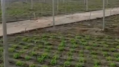 Erzincan Valisi Hamza Aydoğdu, tamamlanan ve ürün ekimi yapılan, ürün