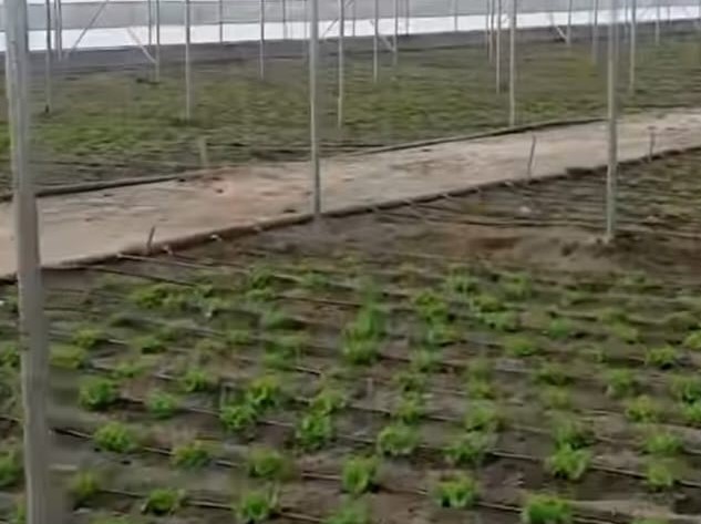 Erzincan Valisi Hamza Aydoğdu, tamamlanan ve ürün ekimi yapılan, ürün