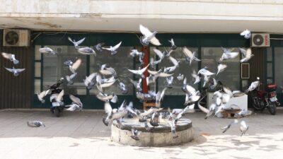 Erzincan Tarım ve Orman Müdürlüğü yazılı olarak yaptığı açıklamasında; Son