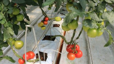 Tarım-ÜFE' de (2020=100), 2025 yılı Ekim ayında bir önceki aya