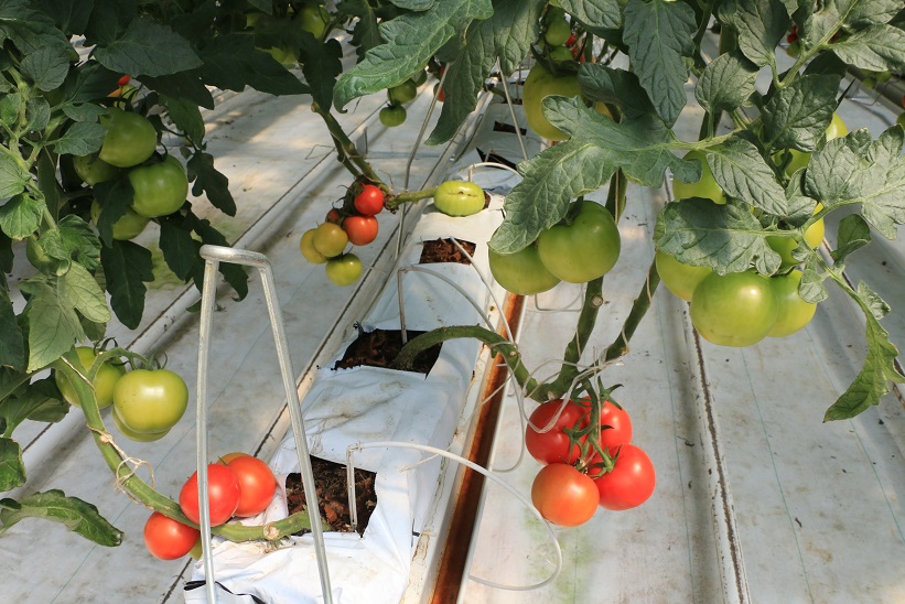 Tarım-ÜFE' de (2020=100), 2025 yılı Ekim ayında bir önceki aya